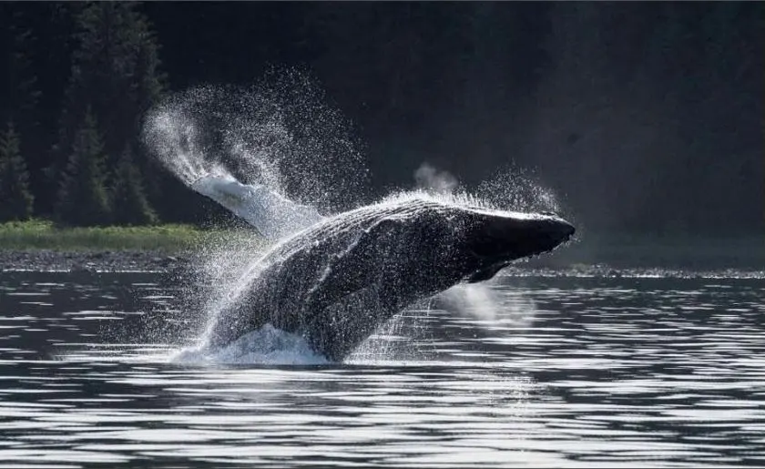 Whales of Xunaa