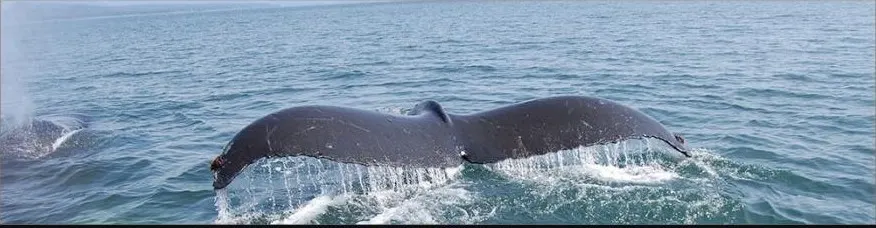 A humpback whale tail fluking near a Whales of Xunaa tour boat in Icy Strait