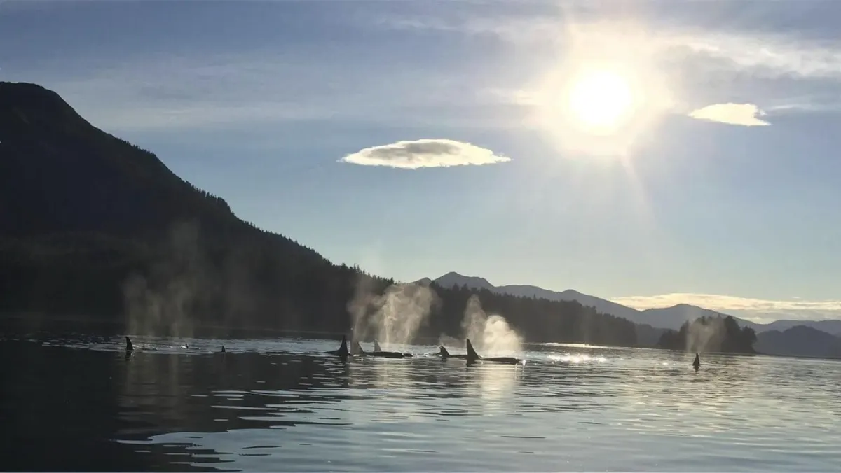 A pod of orcas surfacing near Hoonah, Alaska at sunset