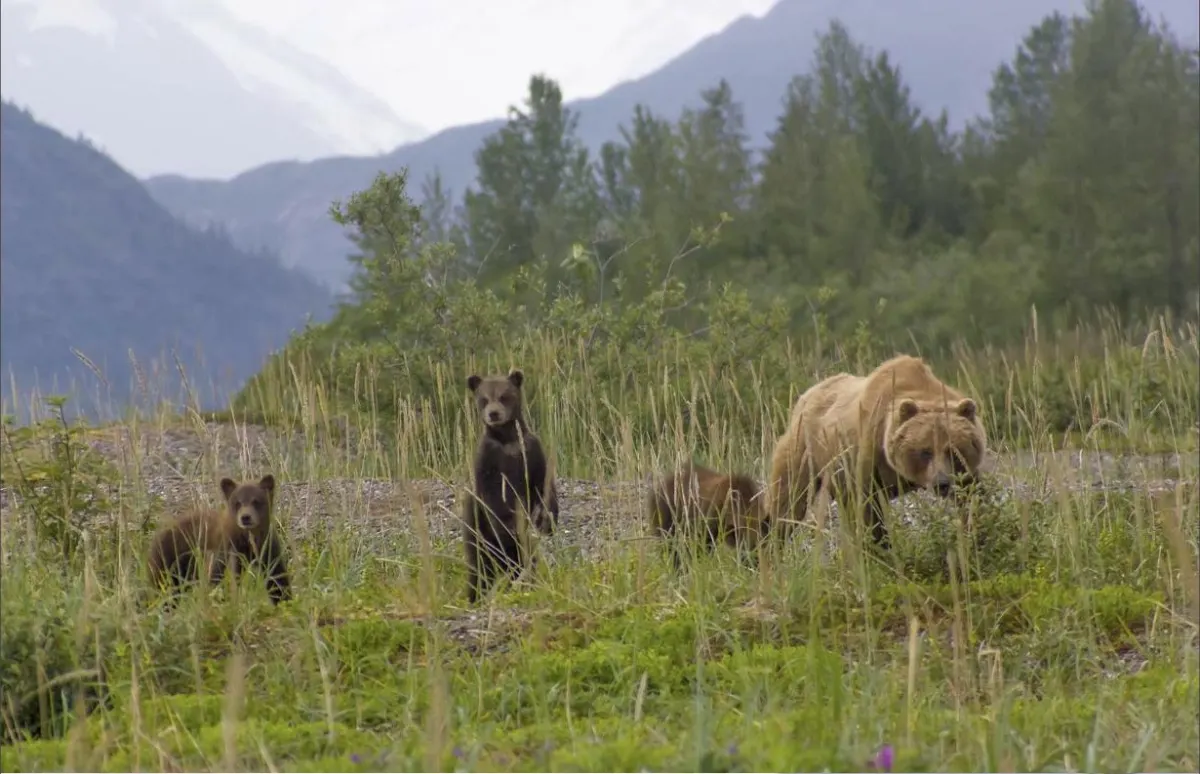 Wild Bear Safari