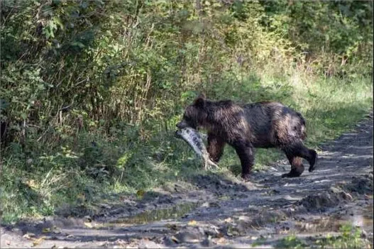 A coastal brown bear carrying a salmon across a dirt road on Chichagof Island near Hoonah, Alaska